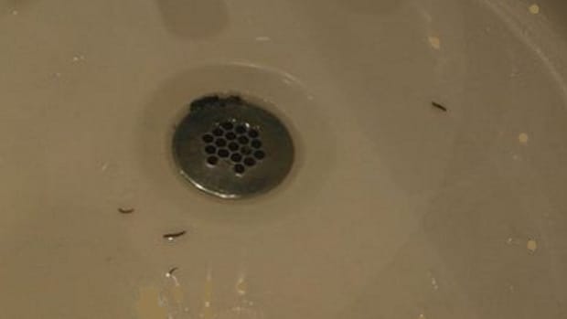 Drain Flies/Moths: Signs of Household Plumbing Leaks - Dengarden