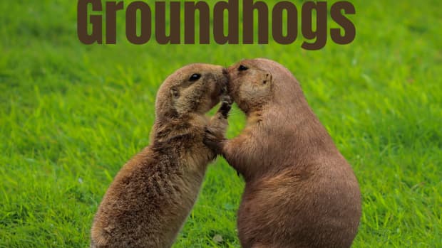 how-to-get-rid-of-woodchucks-ground-hogs