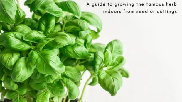 how-to-grow-basil-indoors-from-seed