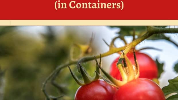 growing-tomatoes-in-containers-a-small-space-bumper-crop