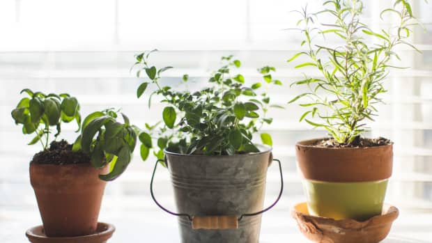 how-to-create-an-herb-garden-in-your-home