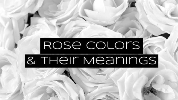 what-to-give-your-partner-rose-colors-and-their-meanings