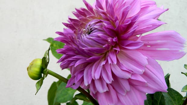 how-to-plant-out-dahlias-in-your-garden