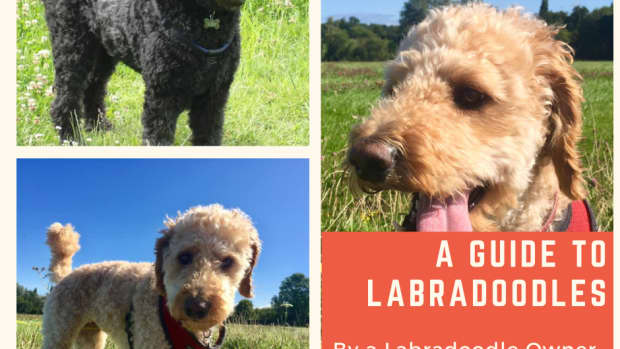 a-guide-to-labradoodles-by-a-labradoodle-owner