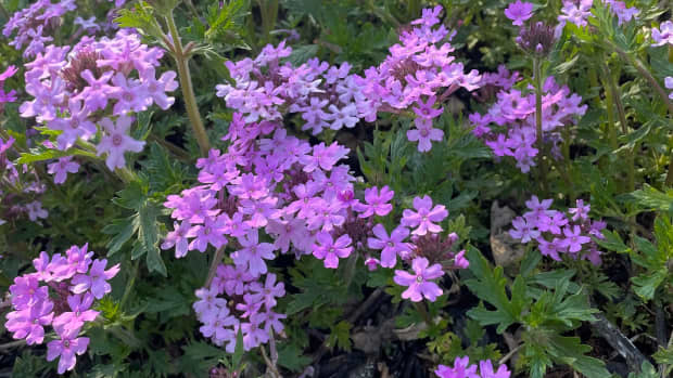verbena-types-care-and-propagation