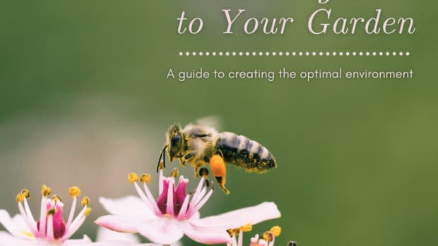 how-to-encourage-pollinating-bees-in-your-garden