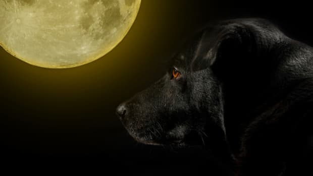 8-superstitions-about-dogs