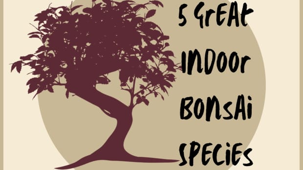 five-species-that-make-great-indoor-bonsai