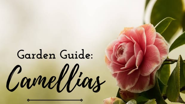 how-to-plant-camellias-in-your-garden