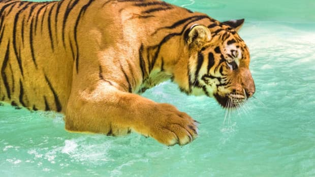 fascinating-dubai-tigers-frolicking-on-the-beach