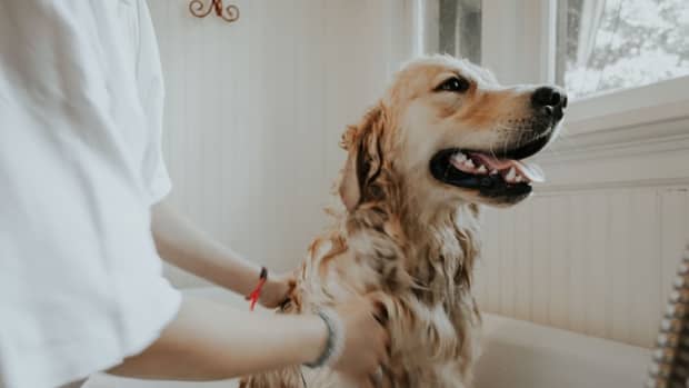pet-therapy-how-you-and-your-pooch-can-get-involved