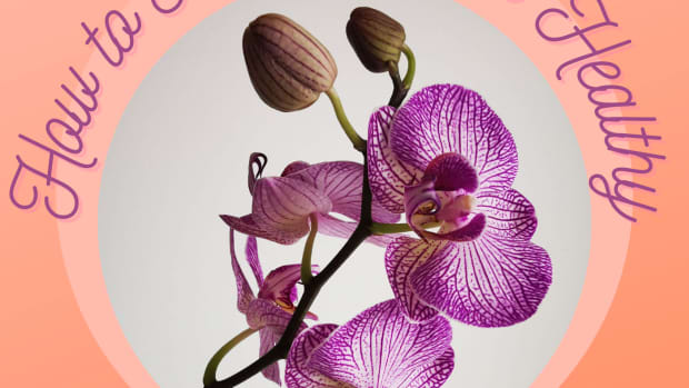 tips-on-how-to-keep-orchids-healthy
