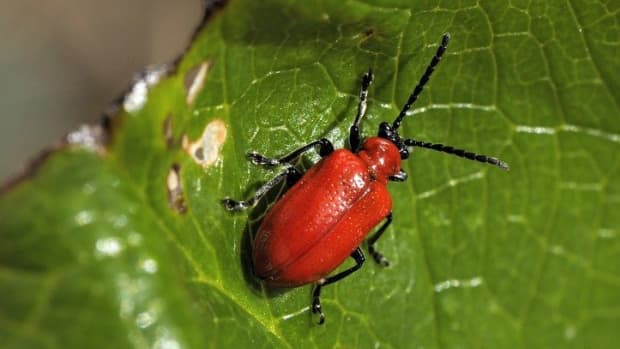 pet-friendly-organic-ways-to-deal-with-lily-beetles