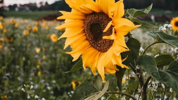 how-to-care-for-sunflowers