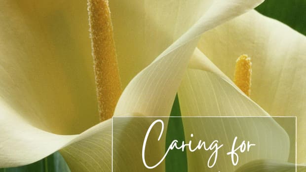 how-to-care-for-calla-lilies
