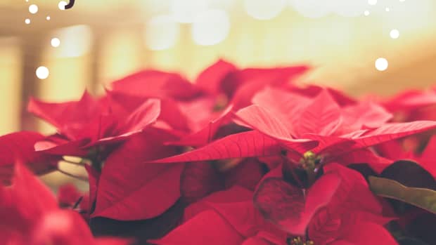 why-do-poinsettias-die-after-christmas