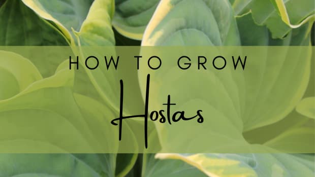 hosta-gardening
