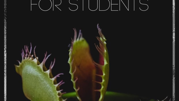 college-life-best-houseplants-for-students