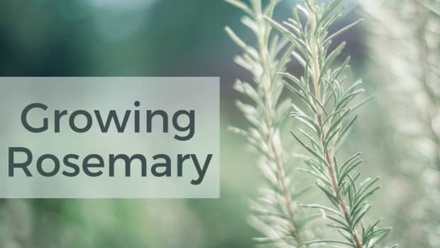 tips-for-growing-rosemary