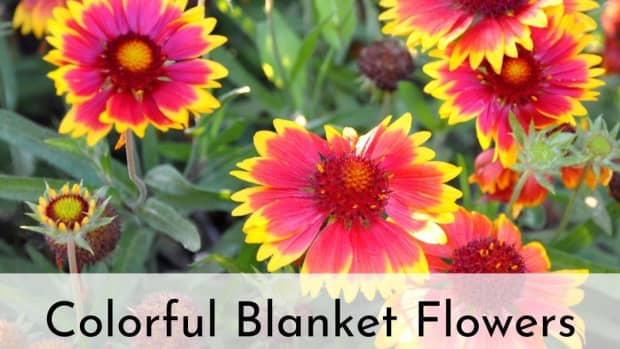 blanket-flowers
