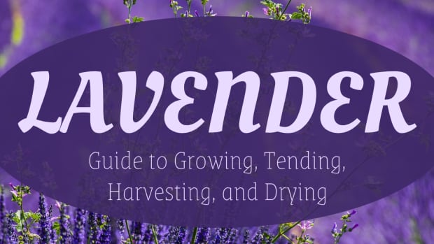 how-to-care-for-lavender-plants