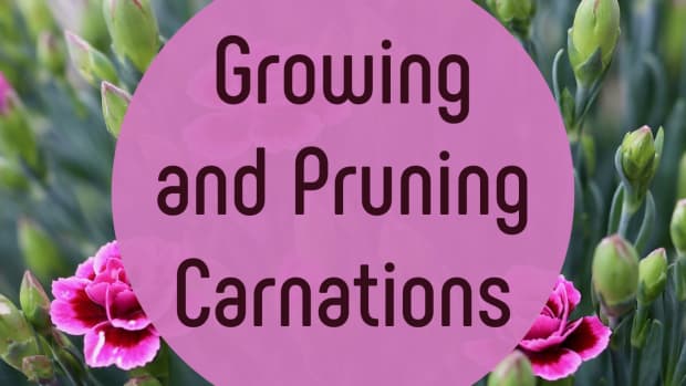 how-to-care-for-carnations