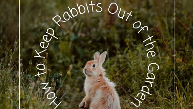 how-to-rabbits-out-of-the-garden