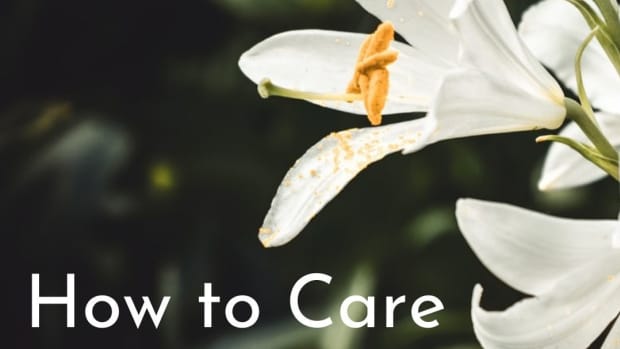 easter-lily-care