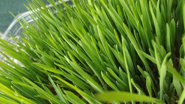 how-to-use-wheatgrass-kits-and-trays
