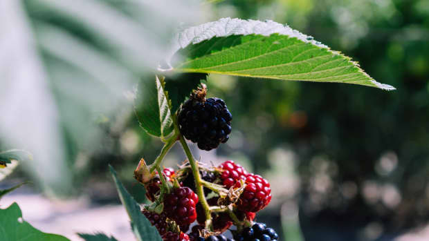 Blackberry Plants How To Grow And Propagate Dengarden