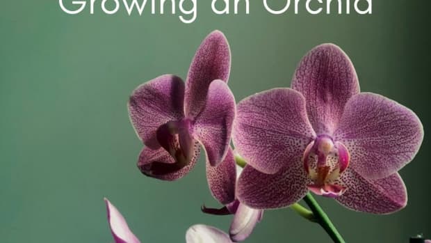 how-to-grow-orchid-info