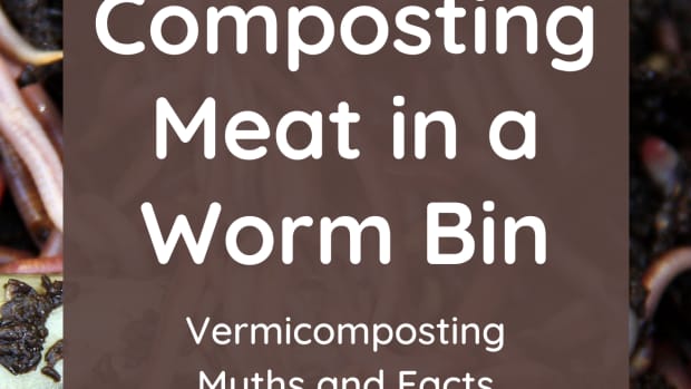 yes-you-can-compost-meat-in-a-worm-bin