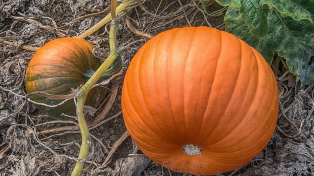 growing-pumpkins-in-your-ohio-garden