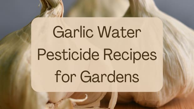 using-garlic-water-for-plants