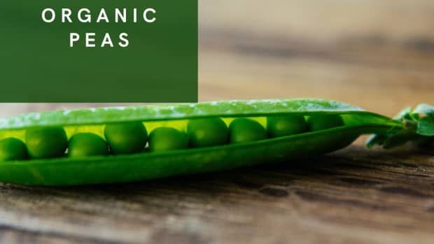 how-to-grow-organic-garden-peas