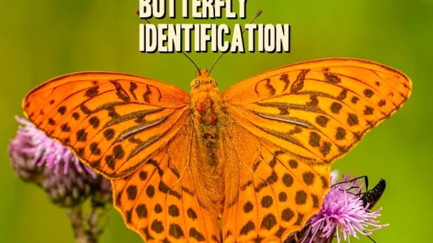 Black and Dark-Colored Butterfly Identification Guide (With Photos ...