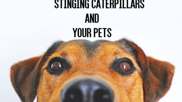 poisonous-caterpillar-sting-dog-cat-pets