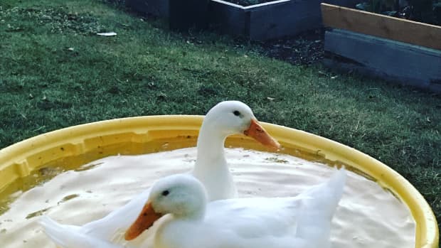 raising-pekin-ducks