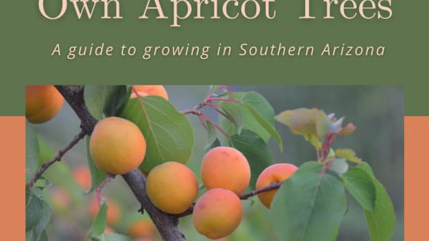 how-to-grow-your-own-apricot-trees