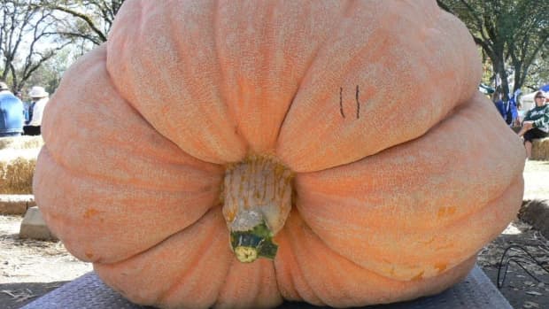 how-to-grow-big-pumpkins