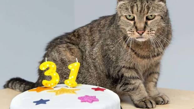 how-long-do-cats-live-and-how-can-they-increase-your-lifespan