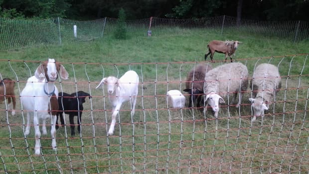 using-an-electric-net-fence-to-contain-livestock