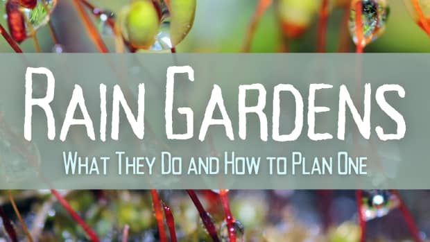 how-to-make-a-rain-garden-good-for-the-earth