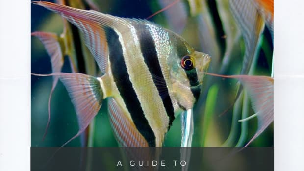 freshwater-angelfish-care-guide-facts-faq