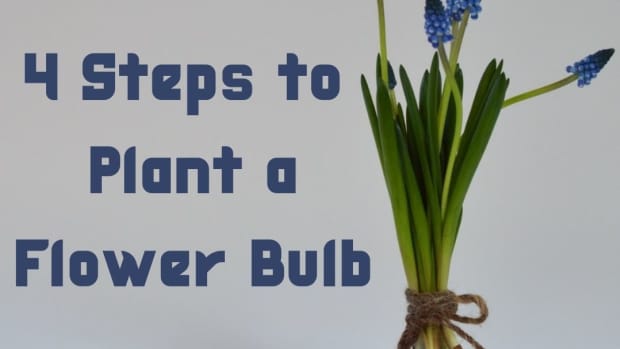 four-easy-steps-to-plant-a-flower-bulb