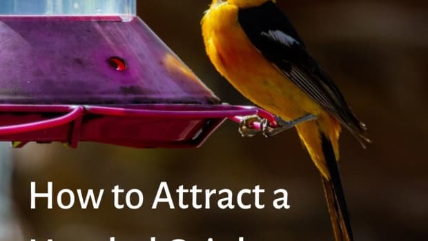attract-the-oriole-bird-to-western-us-yards-and-parks