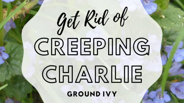 how-to-get-rid-of-creeping-charlie-lawn-weeds