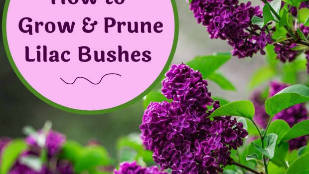 how-to-grow-lilac-bushes