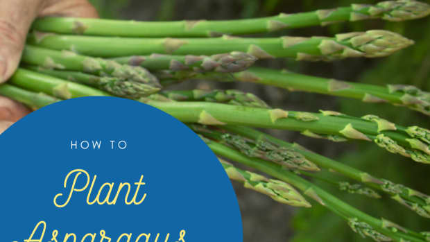 how-to-plant-two-year-old-asparagus-crowns-in-containers
