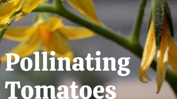 hand-pollinating-your-tomato-plants